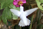 rare white hummingbird, albino hummingbird sipping zinnia flower nectar